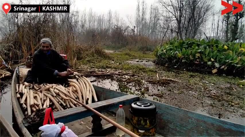 Nadru A Winter Delicacy of Kashmir