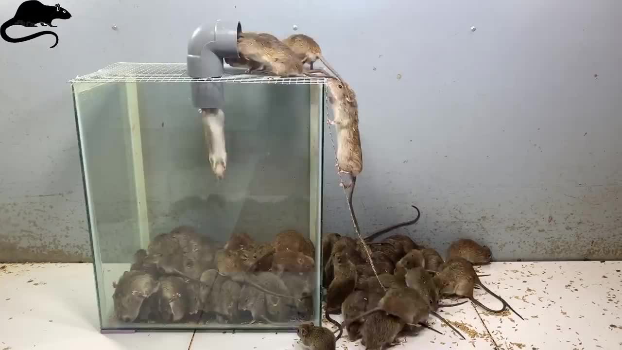 Top 10 best mouse traps / Simple mouse traps with plastic pipes / The mice cannot get out