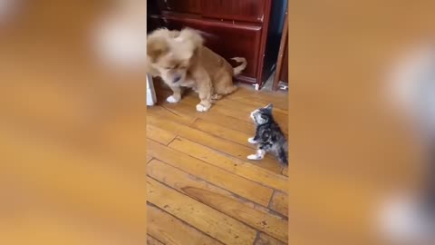 Best Funny video in animal...