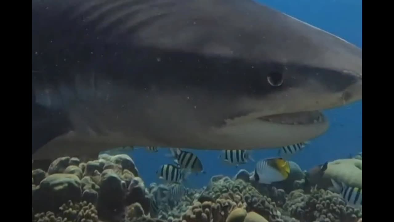 Killing sharks is NEVER the answer ‼️🥺