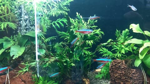 aquarium tiny blue fish