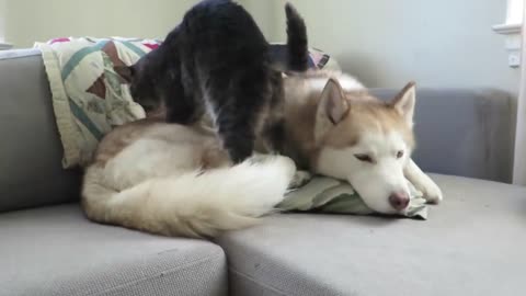 Cat gives this husky a massage before settling down for a nap