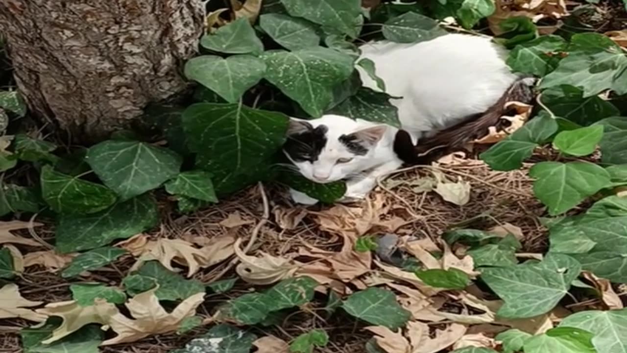 A cute and beautiful cat is resting