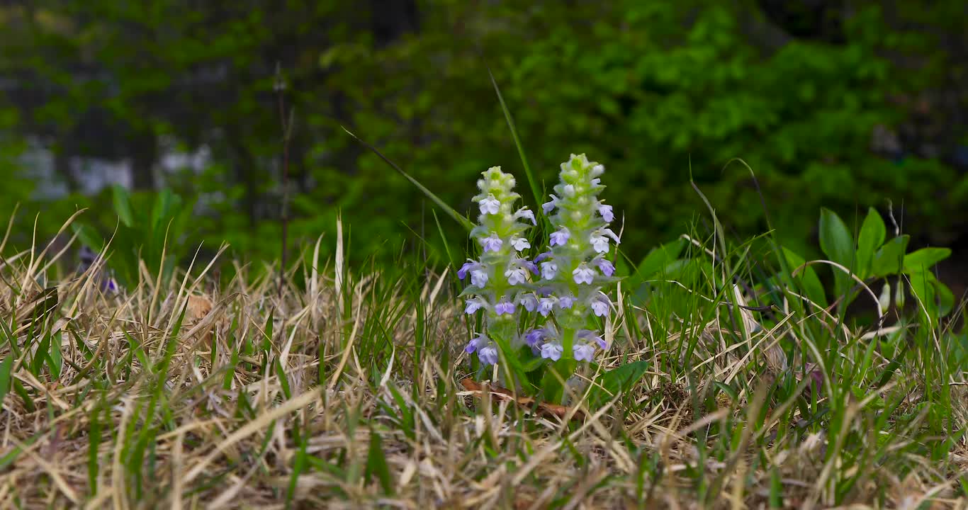 Wildflower Spring Flowers Shellfish Or Animal