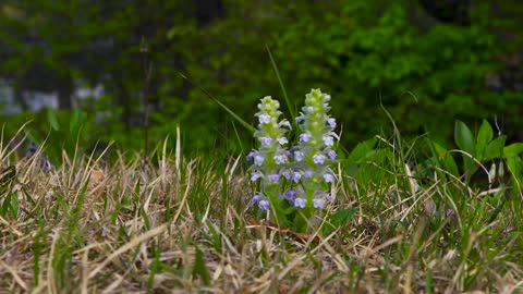 Wildflower Spring Flowers Shellfish Or Animal