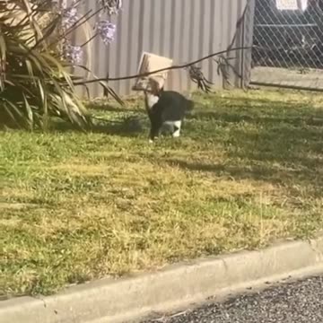 Funniest Cats and Dogs Ever! 🐱🐶 | Hilarious Short Video Compilation