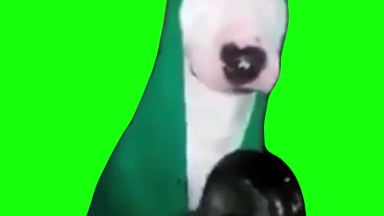 Dog Hitting Pan | Green Screen