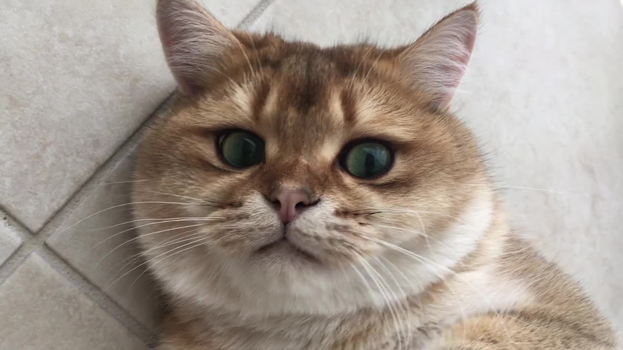 Ready to sleep British Shorthair Golden cat