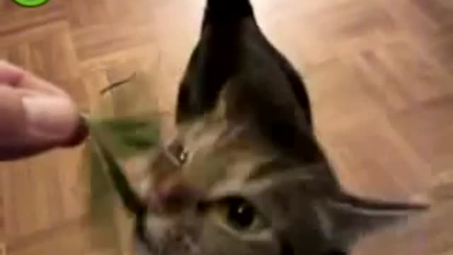 Cat eats weed