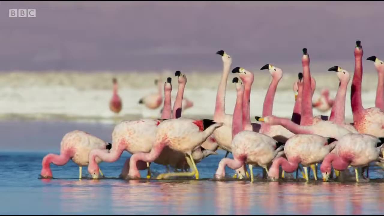 March of the Flamingoes Funny