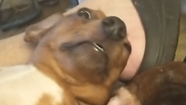 Dachshund laying around.