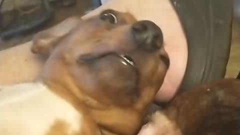 Dachshund laying around.