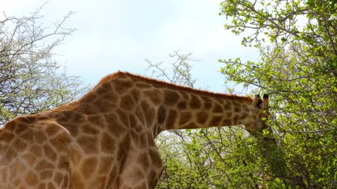 A Giraffe Eating Leaves On Tall Trees