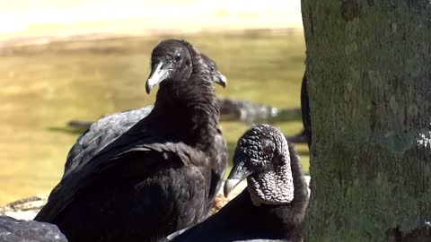 Black Vultures Buzzard