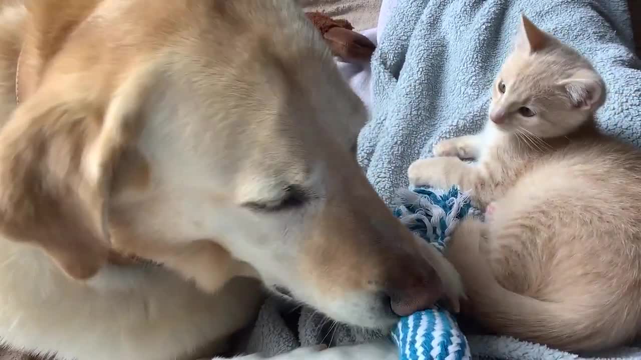 Can a kitten spend too much time around a dog?