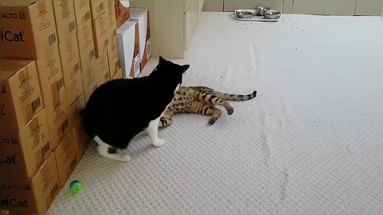 Bengal Kittens Vs Older Cats