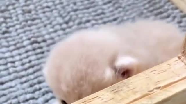 Cute Cat Surpriseš¹#42 | Viral Clips | Pet Life | #shorts #short #viral #tranding #popular #cat #pet