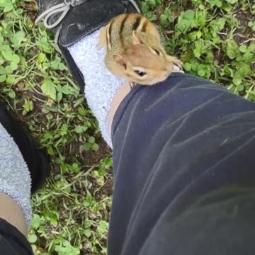 my friend the chipmunk