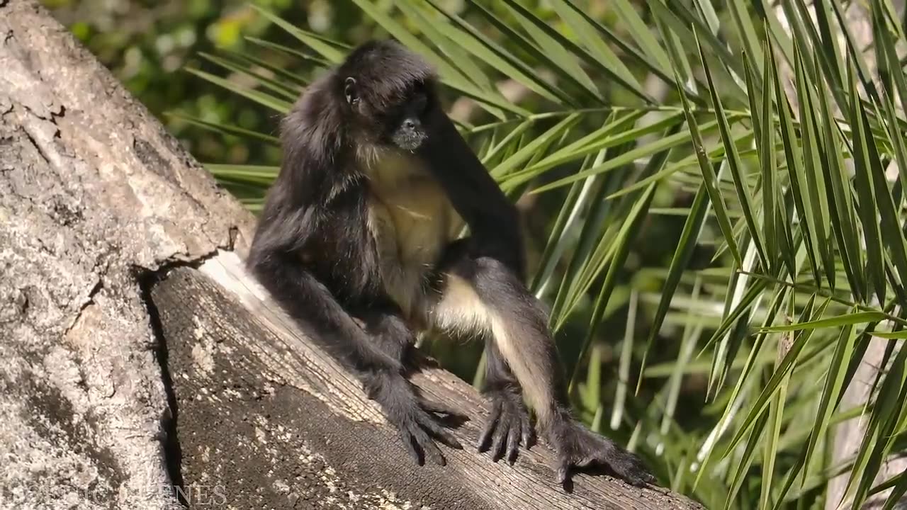 Animals That Call The Jungle Home _ Amazon Rainforest _Scenic Relaxation Film