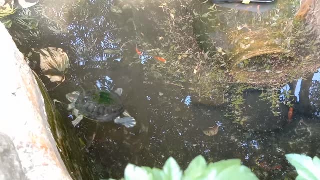 The tortoise is swimming in the water in the amazingly beautiful aquarium