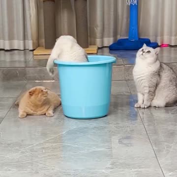 Can't stop laughing 😂 Funny cat's 🐈 Joy Funny Factory