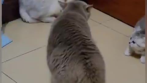 Cat is Funny #Shorts