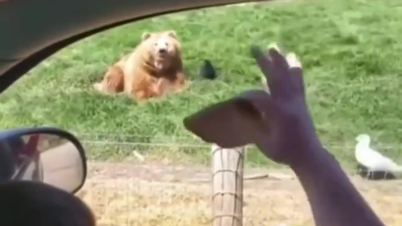 impressive bear catching sandwich