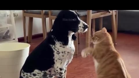 Cat attitude to dog #shorts #funny #cat #dpg