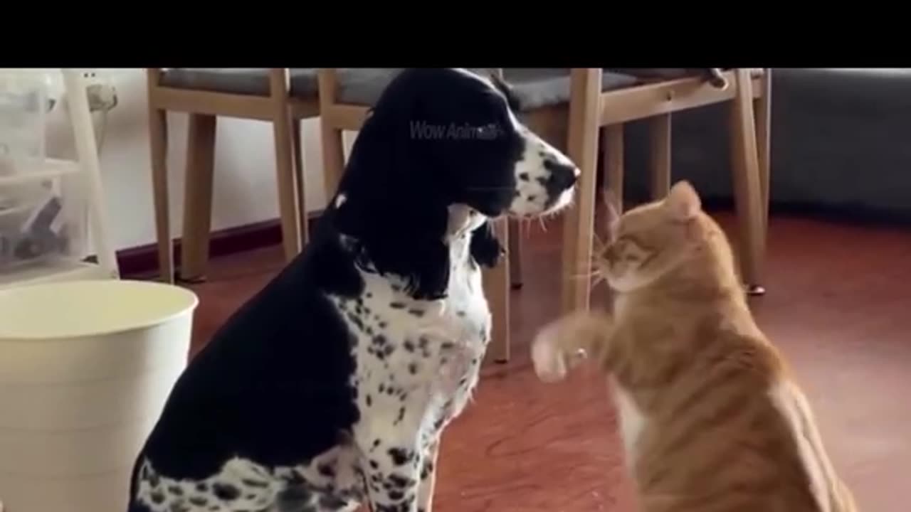 Cat attitude to dog #shorts #funny #cat #dpg