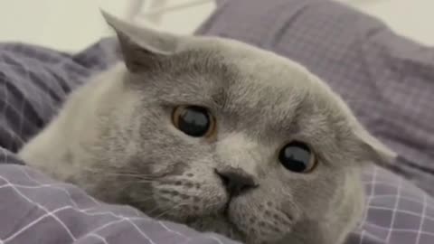 92_151063_火鸡喵喵叫_猫咪变土豆需要分几步#萌宠出道计划