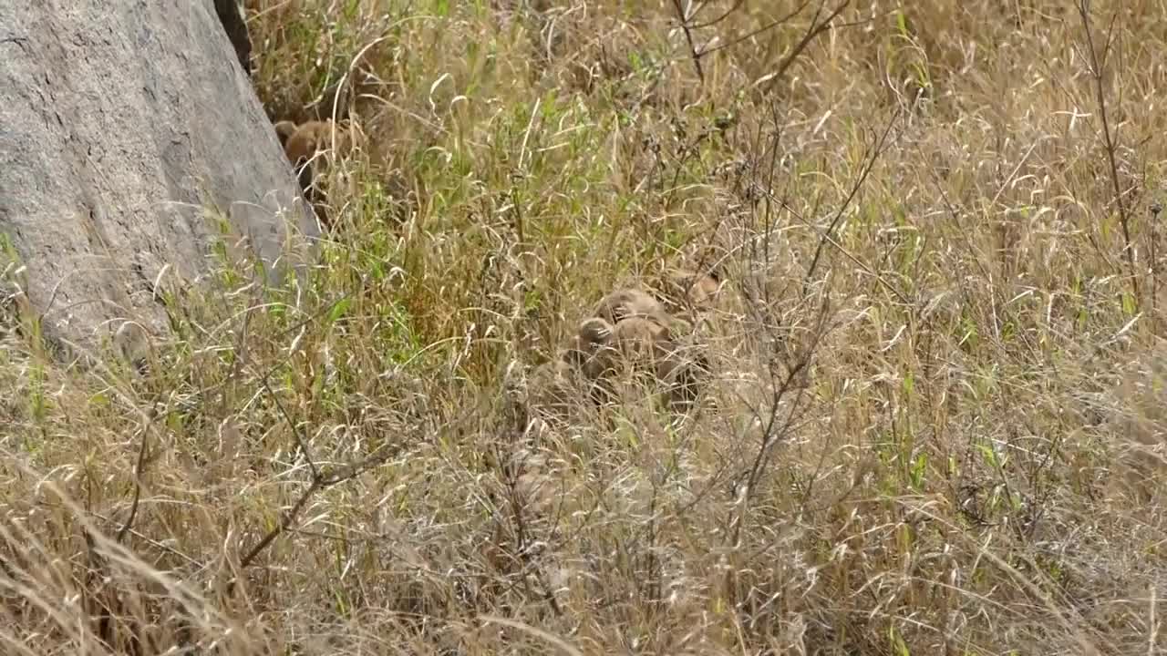 ADORABLE! SIX LION CUBS enjoy their first outdoor adventure