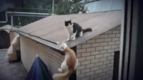 Funny Cats Compilation 3