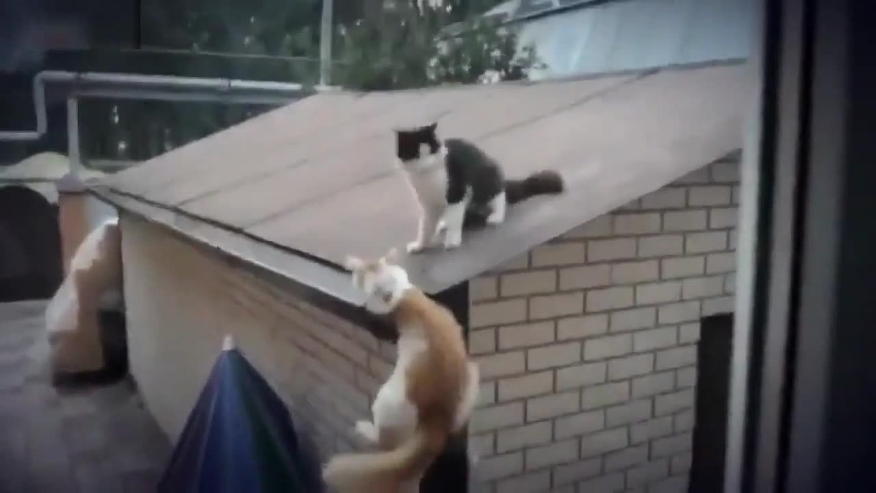 Funny Cats Compilation 3