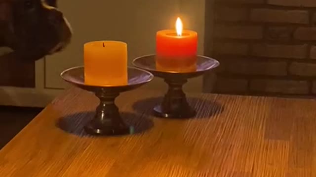 Boxer Blows Out Candles