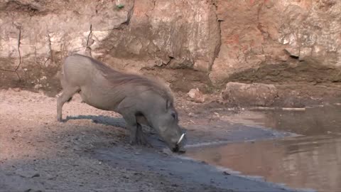 A very lucky pig hunter crocodile.must watch