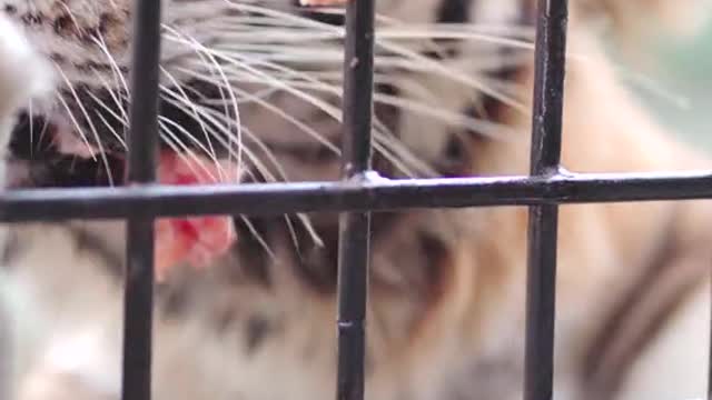 Lollipop cat tiger
