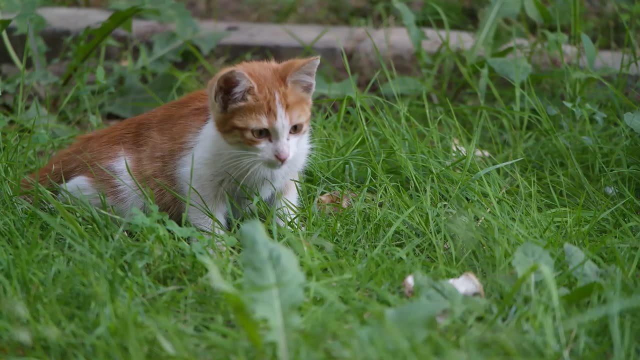 a-pet-kitten-resting-and-trying-to-catch-insect-in-the-grass