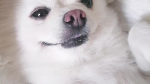 puppy receiving massage.