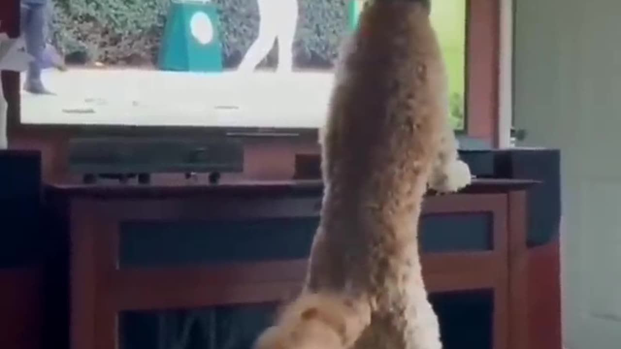 Funny cats and dogs