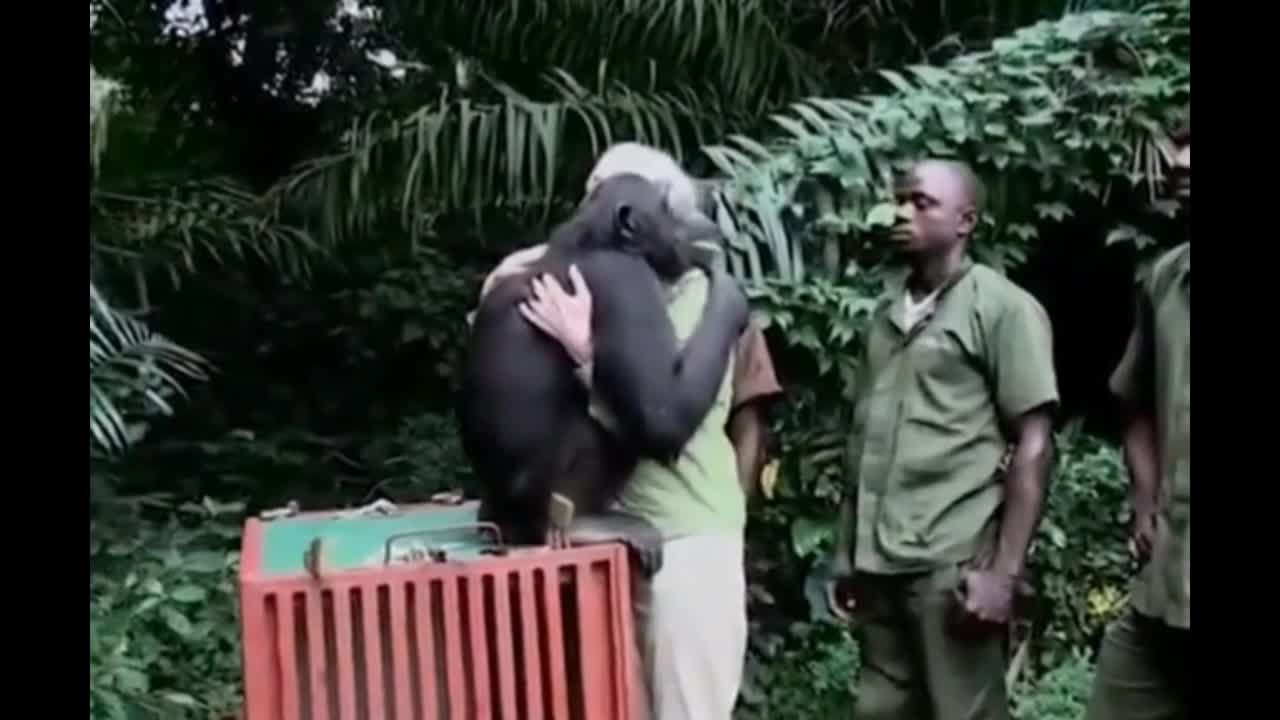 The behavior of chimpanzees when they are about to be released into the wild