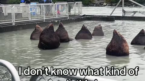 Sea Lions Soak In Summoning Circle