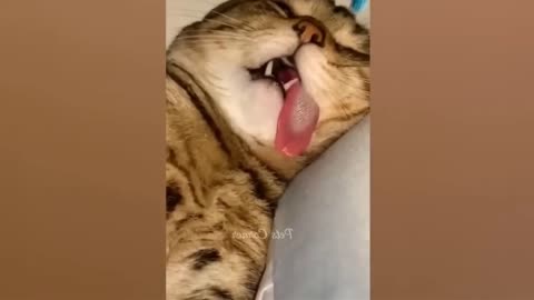 funny videos 2023 tiktok