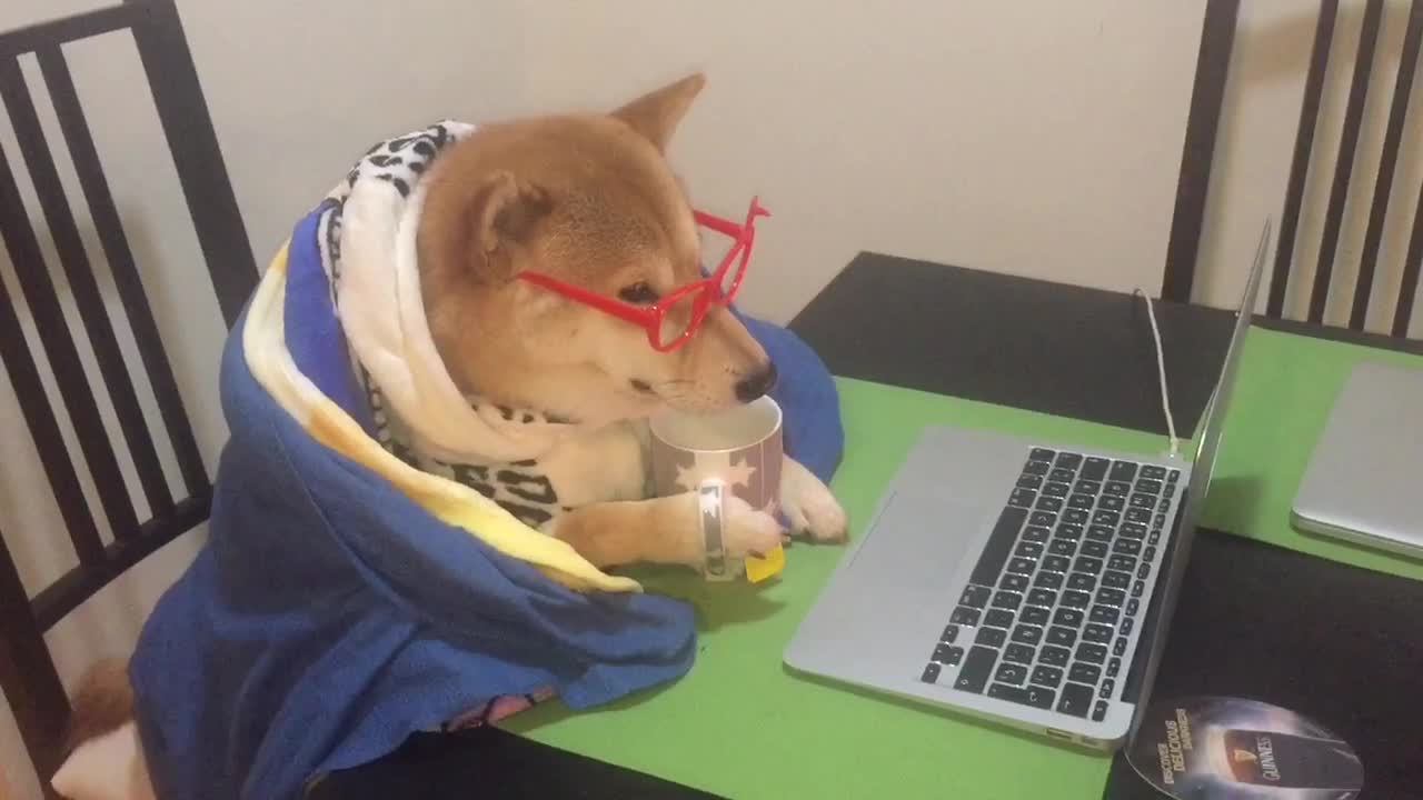 Shiba Inu spends cold nights watching viral videos