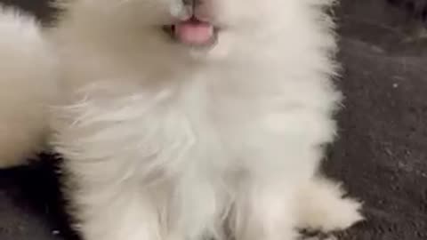 Kitten video