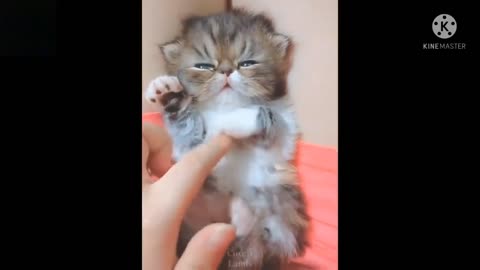 Aww Cute Baby Animals Videos #cat