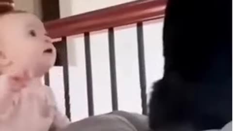 Funny animal videos