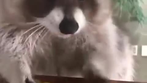 Raccoon: don't touch my grapes