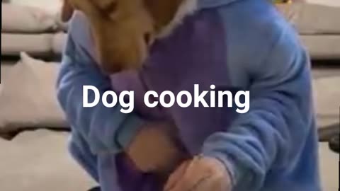 BEAUTIFUL DOG COOKING