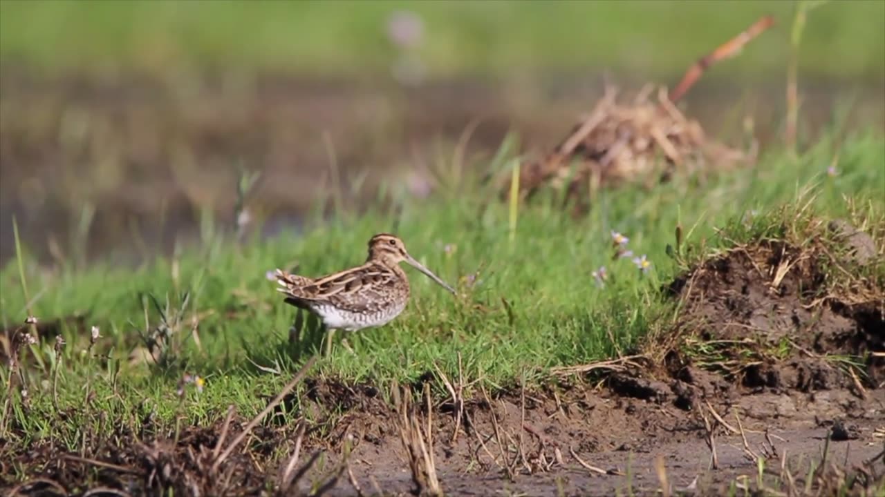 Birds funny video