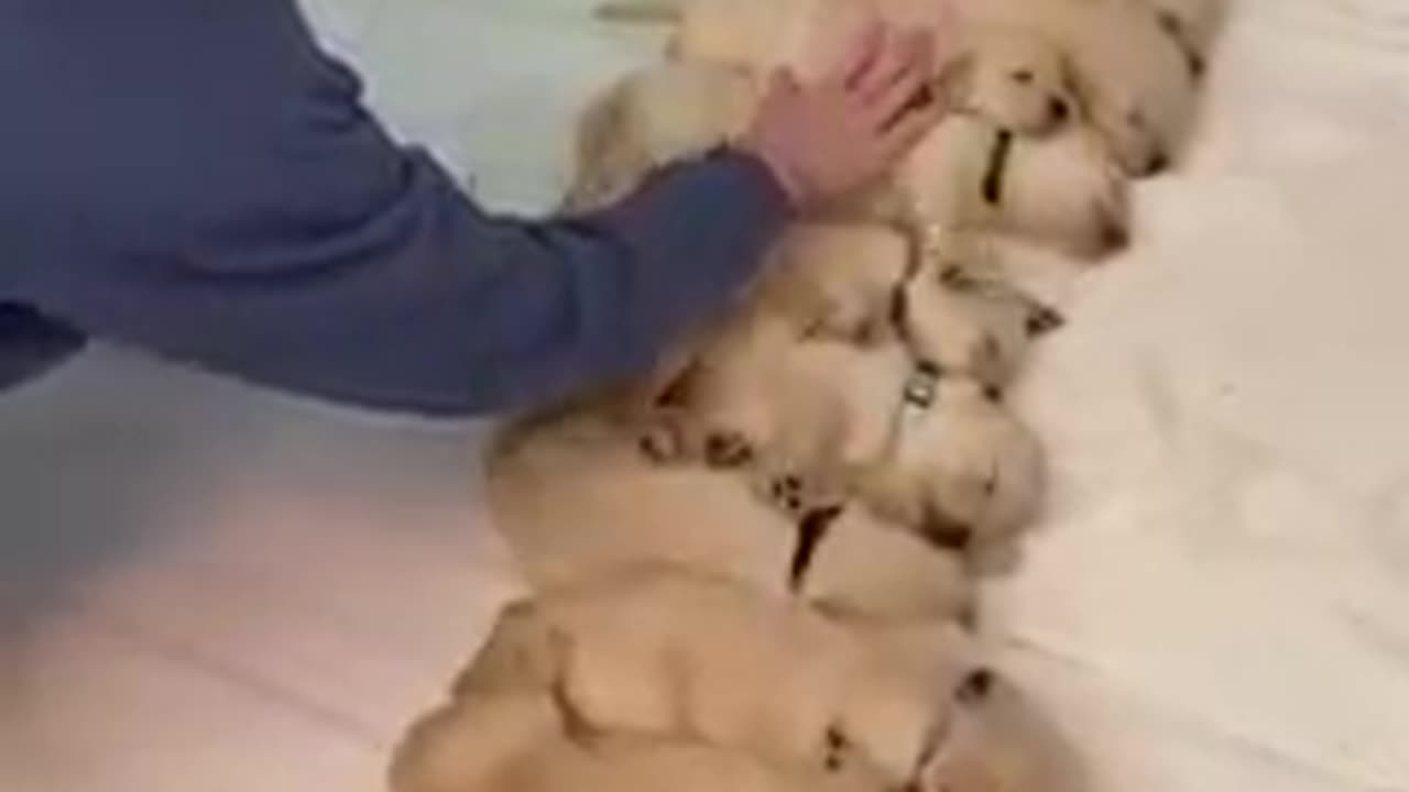 This is so cute puppies